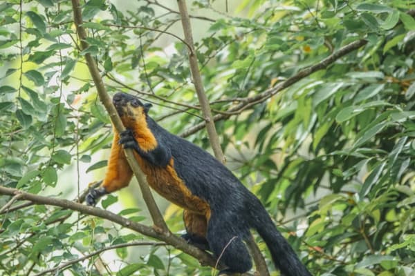 The Habitat Penang Hill